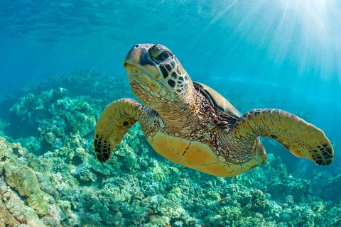 All Inclusive Dolphin And Tangalooma Wrecks Cruise - Kawana Tourism 3