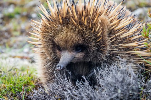 LGBT+ Friendly 3 Day Tour The Grampians, Daylesford & Ballarat - Kawana Tourism 0