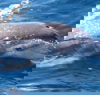 Jervis Bay Dolphin Watch Cruise - Kawana Tourism
