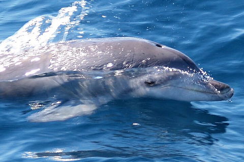 Jervis Bay Dolphin Watch Cruise - Kawana Tourism 0