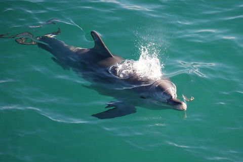 Jervis Bay Dolphin Watch Cruise - Kawana Tourism 1