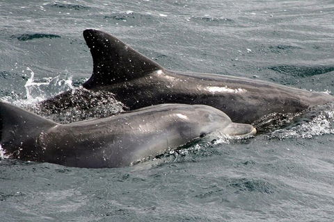 Jervis Bay Dolphin Watch Cruise - Kawana Tourism 2