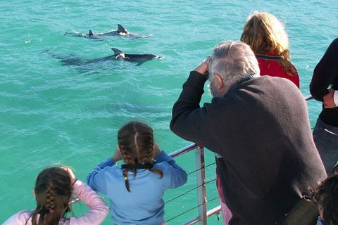 Jervis Bay Dolphin Watch Cruise - Kawana Tourism 4