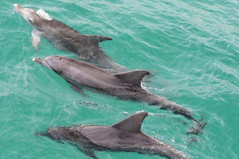 Jervis Bay Dolphin Watch Cruise - Kawana Tourism 5