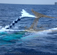 Whale Watching Jervis Bay - Kawana Tourism