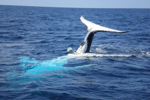 Whale Watching Jervis Bay - Kawana Tourism 0