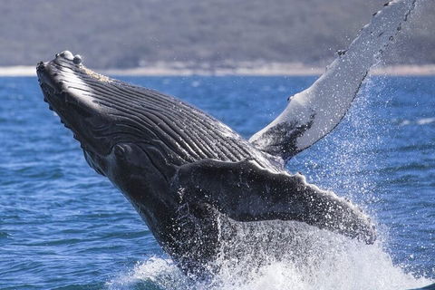 Whale Watching Jervis Bay - Kawana Tourism 2