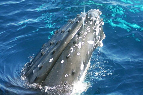 Whale Watching Jervis Bay - Kawana Tourism 3