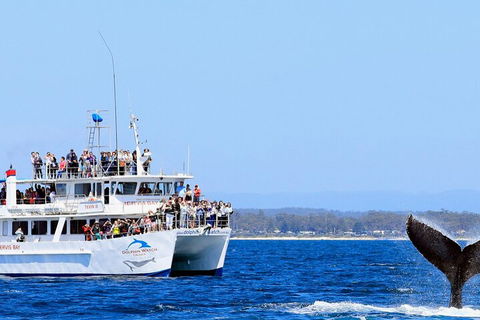 Whale Watching Jervis Bay - Kawana Tourism 4