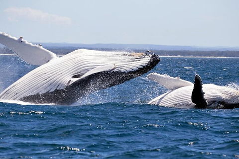 Whale Watching Jervis Bay - Kawana Tourism 5