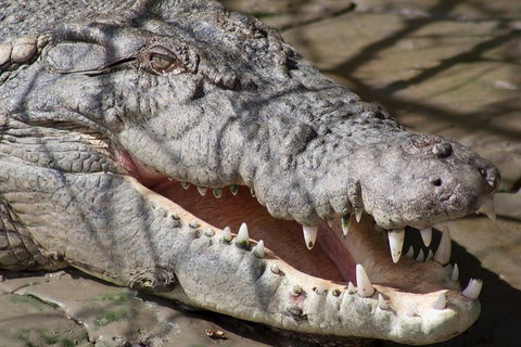 Whitsunday Crocodile Safari Including Lunch - Kawana Tourism 1