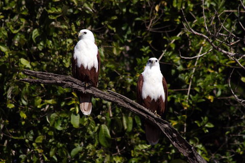 Whitsunday Crocodile Safari Including Lunch - Kawana Tourism 2