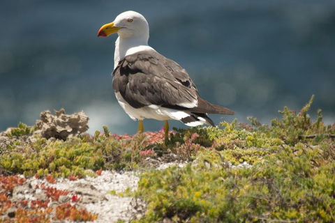 From The Mountains To The Bay - 4 Day Rediscovery Small Group Tour - Kawana Tourism 1