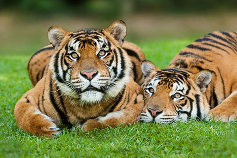 The Ultimate Gold Coast Attractions Pass - Kawana Tourism 2