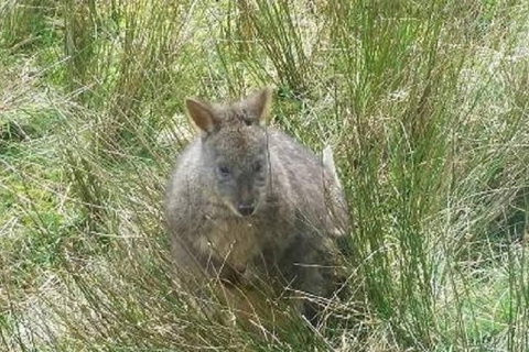 Leven Canyon Day Trip Including Wings Wildlife Park Or Gunns Plains Caves - Kawana Tourism 3