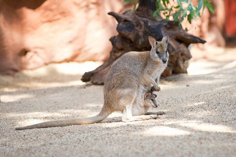 WILD LIFE Sydney Entrance Ticket - Kawana Tourism 2