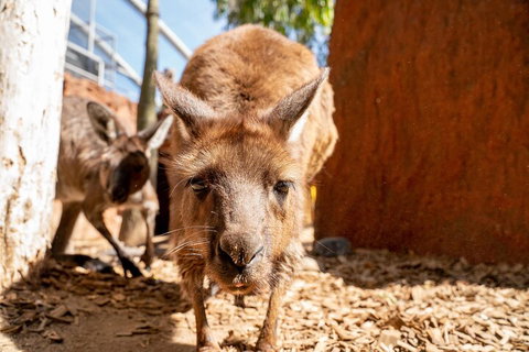 WILD LIFE Sydney Entrance Ticket - Kawana Tourism 3