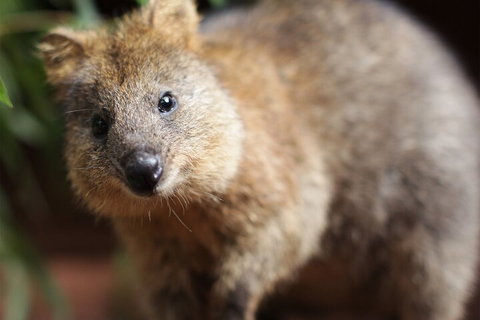WILD LIFE Sydney Entrance Ticket - Kawana Tourism 4