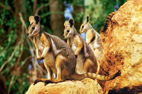 Sydney Harbour Hop On Hop Off Cruise With Taronga Zoo Entry - Kawana Tourism 4