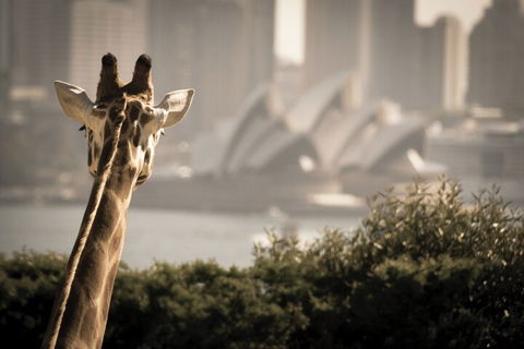 Sydney Harbour Hop On Hop Off Cruise With Taronga Zoo Entry - Kawana Tourism 5