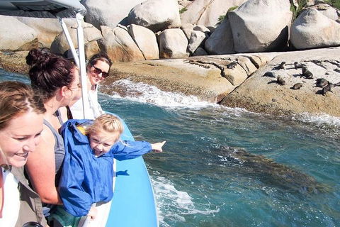 Seal Island Boat Tour From Victor Harbor - Kawana Tourism 4