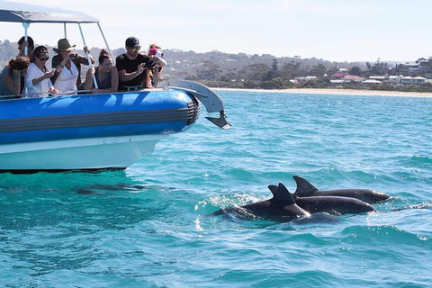 Seal Island Boat Tour From Victor Harbor - Kawana Tourism 5