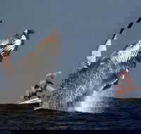Sydney Harbour Tall Ship Whale  Sail - Whale Watching Cruise - Kawana Tourism