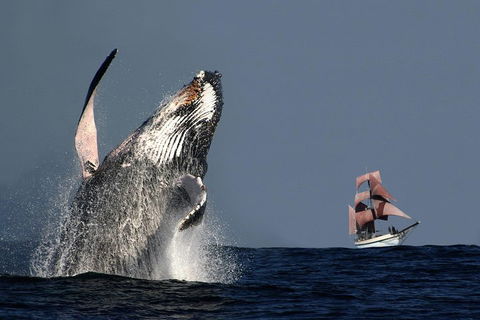 Sydney Harbour Tall Ship Whale & Sail - Whale Watching Cruise - Kawana Tourism 0