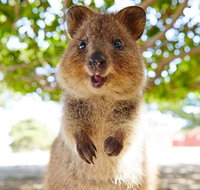 Discover Rottnest with Ferry  Bus Tour from Perth or Fremantle - Kawana Tourism