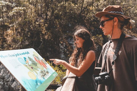 Springbrook AndTamborine Rainforest Tour Incl Natural Bridge And Glow Worm Cave - Kawana Tourism 0