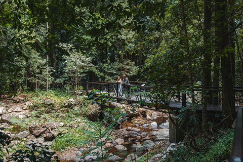 Springbrook AndTamborine Rainforest Tour Incl Natural Bridge And Glow Worm Cave - Kawana Tourism 3