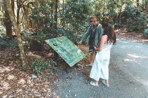 Springbrook AndTamborine Rainforest Tour Incl Natural Bridge And Glow Worm Cave - Kawana Tourism 5