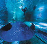 Snorkel with Sharks at AQWA - Kawana Tourism