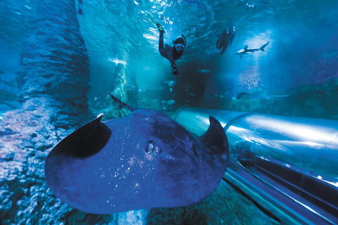 Snorkel With Sharks At AQWA - Kawana Tourism 0
