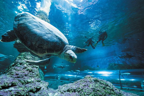Snorkel With Sharks At AQWA - Kawana Tourism 4