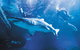 Snorkel With Sharks At AQWA - thumb 5