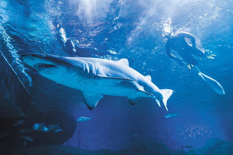 Snorkel With Sharks At AQWA - Kawana Tourism 5