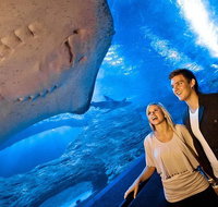 Dive with Sharks at AQWA - Kawana Tourism