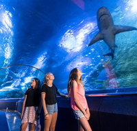 Lunch and General Admission Entry at AQWA - Kawana Tourism