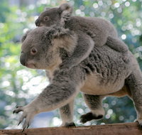 Lone Pine Koala Sanctuary Admission with Brisbane River Cruise - Kawana Tourism