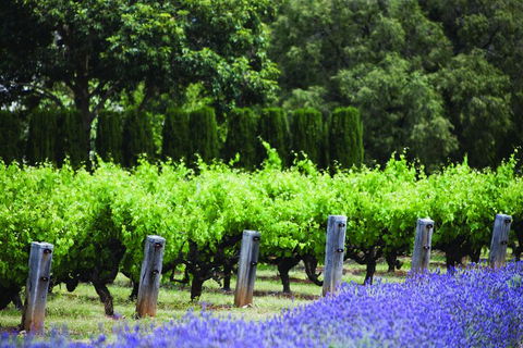 Ultimate Penfolds Magill Estate Experience - Kawana Tourism 1
