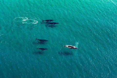 25-30 Minute Newcastle & Macquarie Helicopter Shared Flight - Kawana Tourism 4