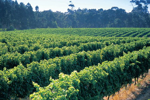 Swan Valley Private Tour - Kawana Tourism 1
