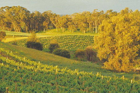 Swan Valley Private Tour - Kawana Tourism 2