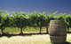 Swan Valley Private Tour - thumb 4