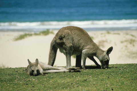 Great Ocean Road Highlights Tour - 2 Days, 1 Night - Kawana Tourism 2