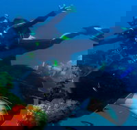 Scuba Dive the S.S. Yongala Wreck on the Great Barrier Reef. - Kawana Tourism